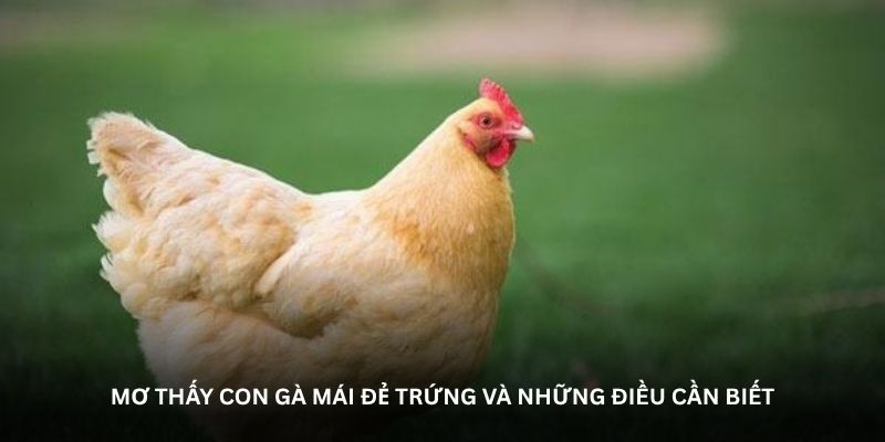Mơ thấy con gà mái đẻ trứng và những điều cần biết