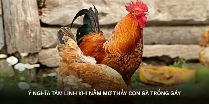 Ý nghĩa tâm linh khi nằm mơ thấy con gà trống gáy