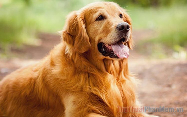 Nằm mơ thấy chó đánh con gì? Giải mã giấc mơ về loài vật trung thành và điềm báo trong cuộc sống