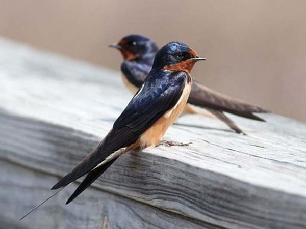 Nằm mơ thấy chim én đánh con gì? Giải mã điềm báo tin vui và khởi đầu mới