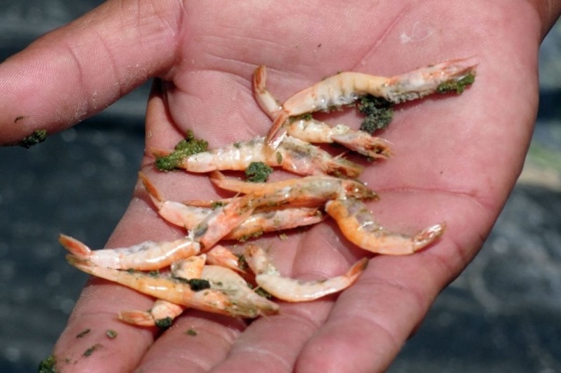 Nằm mơ thấy tép đánh con gì? Giải mã điềm báo về sự tích lũy và tài lộc bền vững