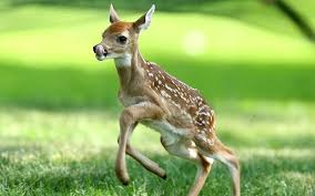 Nằm mơ thấy sóc đánh con gì? Giải mã sự nhanh nhạy, may mắn và cơ hội bất ngờ