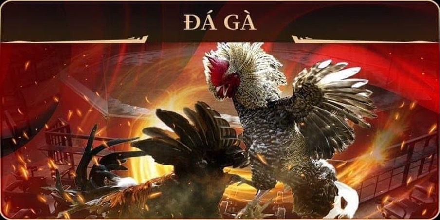 Đá gà 789Bet - Trải nghiệm cá cược trực tuyến đỉnh cao